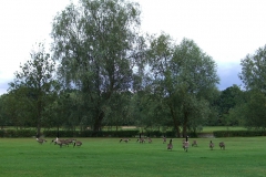 2011_06_Souflenheim_Bi004