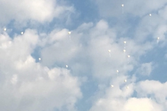 Weiss - 36 Weiss - 36