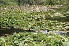 Golfausflug_Aug2011_MLBi026