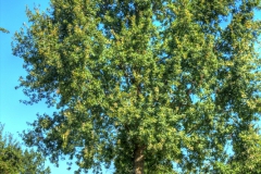 IMG_7379_tonemappedHP